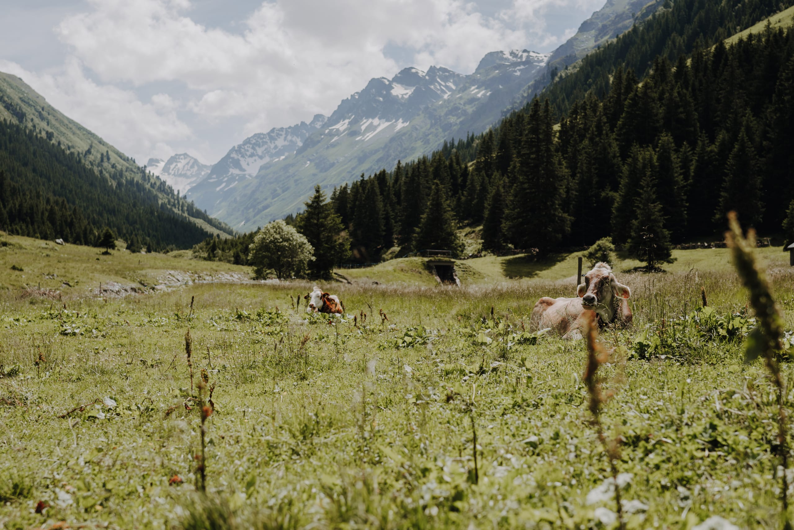 Alpenlandschaft mit Kühen auf einer Wiese
